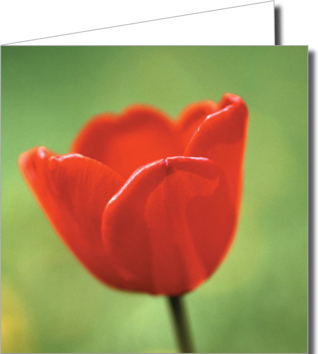 Wenskaartenpakket – 12 Stuks met Tulpenvelden en Molens in Hollands Thema (14,5 x 14,5 cm)