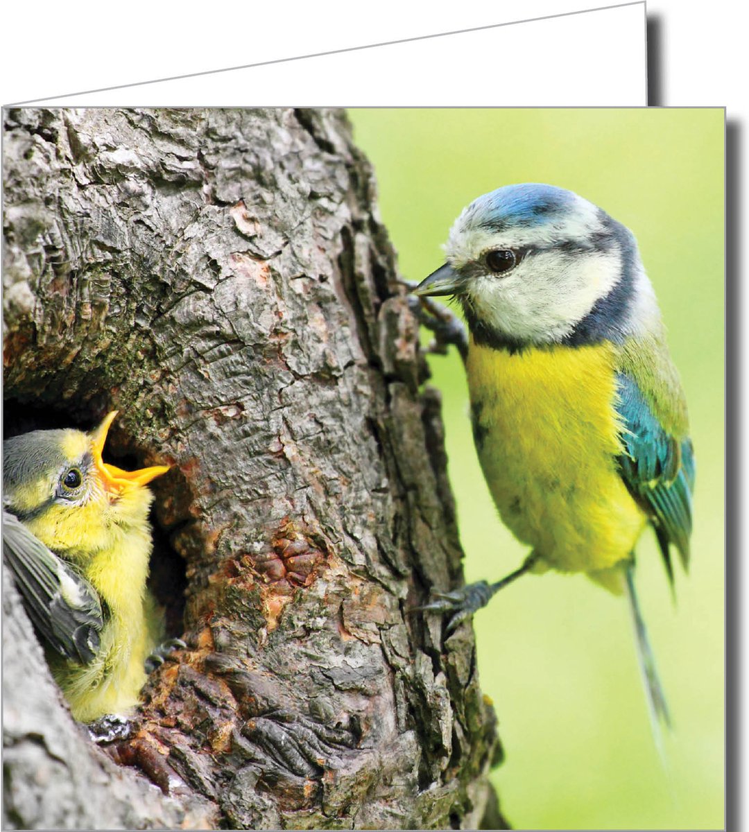 Wenskaartenpakket – 12 Fotografische Wenskaarten met Roodborstje, Vlinder en Kat (14,5 x 14,5 cm)
