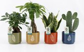 Kamerplanten van Botanicly – 4 × Planten Mix – Hoogte: 30 cm – Mix