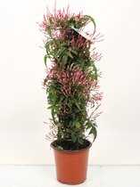 Bloem van Botanicly – Jasminum polyanthum – Hoogte: 45 cm