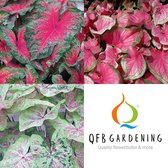 Caladium pakket