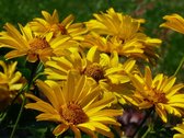 12x Zonneoog (Heliopsis helianthoides 'Summer Sun') - P9 pot (9x9)