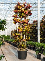 Plantenwinkel Croton Wonderstruik Codiaeum Variegatum Mrs Iceton L 230 cm kamerplant