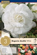 Begonia 'Double White' - zomerbollen