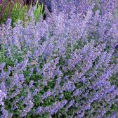 12x Kattekruid (Nepeta faassenii) - P9 pot (9x9)