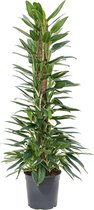 Kamerplant van Botanicly – Philodendron Cobra – Hoogte: 75 cm
