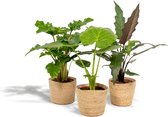 Tropische kamerplanten set in mand - Alocasia Low Rider 75cm, ø19, Alocasia Macrorrhiza 75cm, ø19 + Alocasia Lauterbachiana 75cm, ø19 - Makkelijke kamerplanten - Tropische planten in mand - L