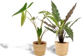Tropische kamerplanten set in mand - Alocasia Zebrina 75cm, ø19 + Alocasia Lauterbachiana 75cm, ø19 - Makkelijke kamerplanten - Tropische planten in mand - Luchtzuiverend - Vers van de kweker