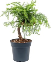 Plantenwinkel Araucaria Cunninghamii Bonsai M 80 cm kamerplant