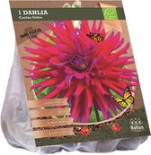 Baltus BIO Dahlia Cactus Orfeo bloembol per 1 stuks