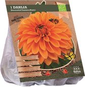 Baltus BIO Dahlia Decoratief Summerflame bloembol per 1 stuks