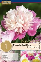 Paeonia 'Lactiflora Lady Liberty' - zomerbollen