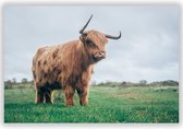 Schotse Hooglander in Groene Oppervlakte op Aluminium - Foto op Dibond - Aluminium Schilderij - 140x70 cm
