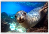Zeehond in het Water op Aluminium  - Foto op Dibond - Aluminium Schilderij - 90x60 cm