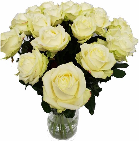 Avalanche+ - Witte Rozen - Bos 100 rozen - 70 cm lang - Verse rozen rechtstreeks van de kweker