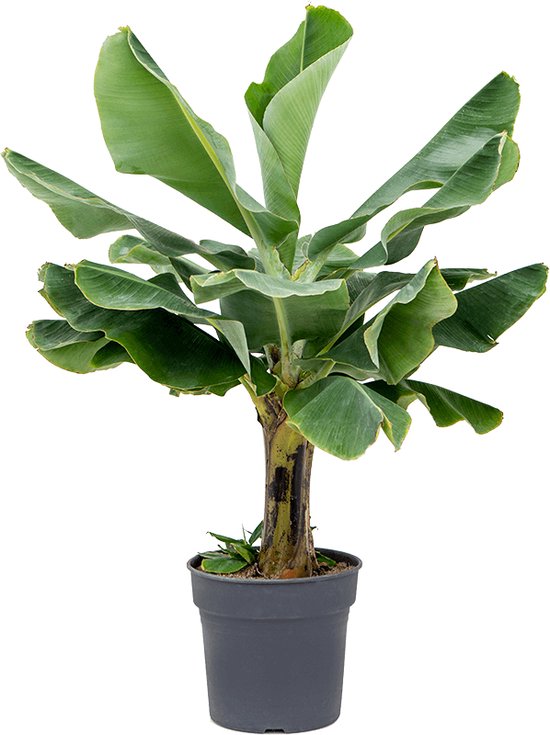 Plantenwinkel Bananenplant Musa dwarf cavendish XL2 kamerplant