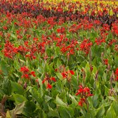Canna Cherry Red