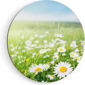 Artaza Dibond Cercle Mural Champ De Fleurs Champ De Marguerites - Fleurs - Ø 90 cm - Groot - Cercle Mural - Tableau Rond - Pour Intérieur et Extérieur