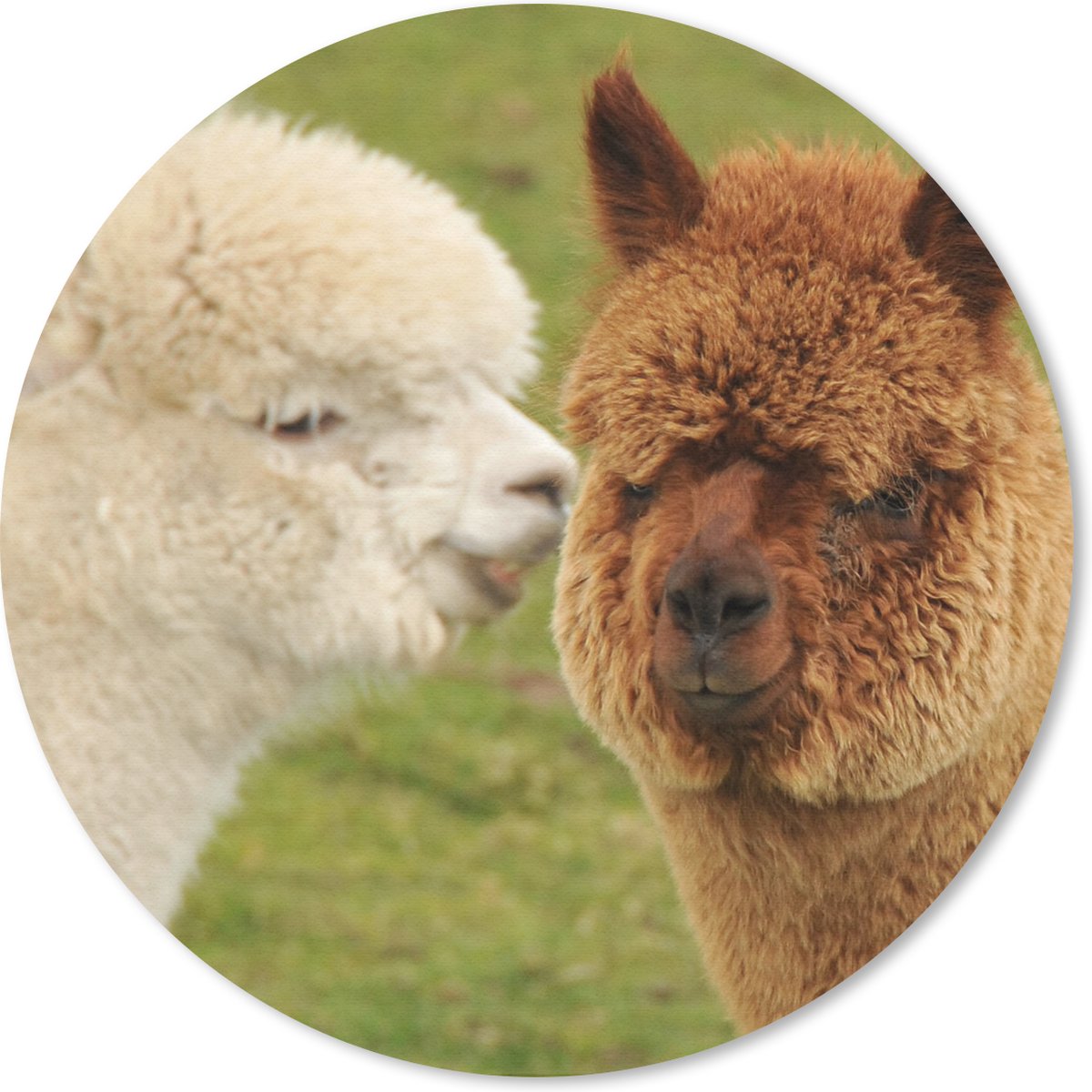 Muismat rond 50x50 cm - Mousepad Alpaca - Samen - Gras - Ronde muismatten