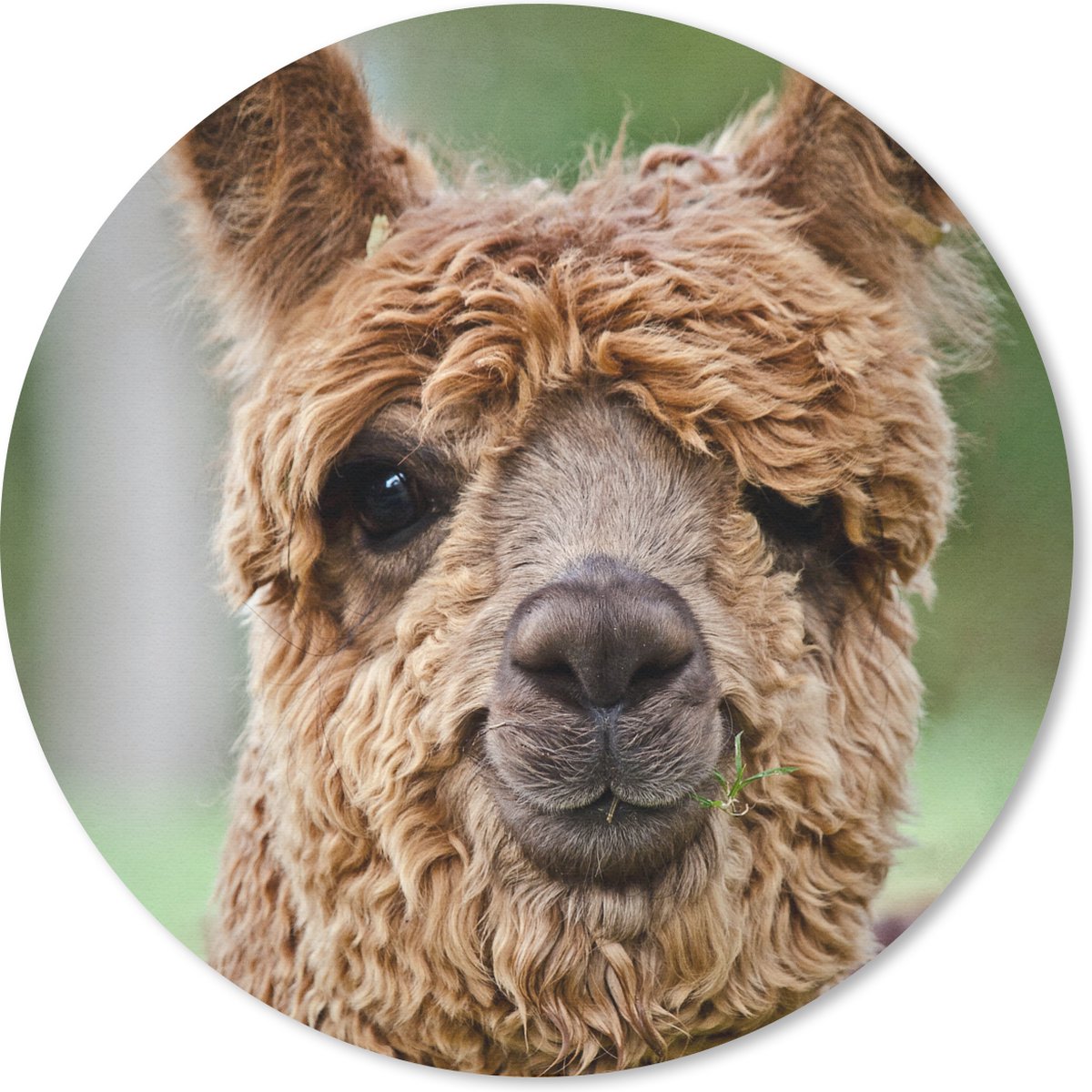 Muismat rond 50x50 cm - Mousepad Lama - Bruin - Macro - Ronde muismatten