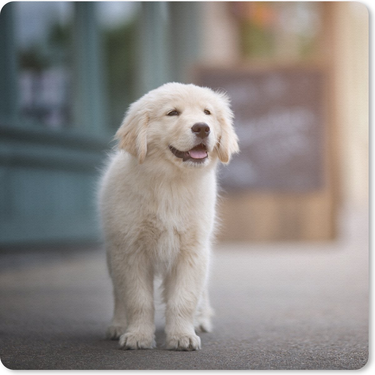 Muismat 20x20 cm - Mousepad Een Golden Retriever puppy lopend op de stoep - Muismatten