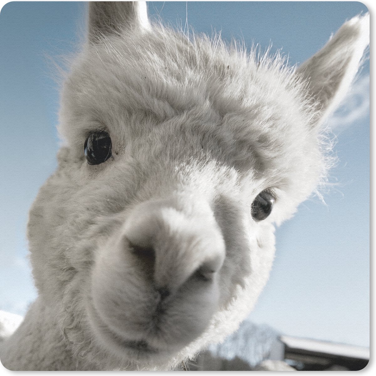 Muismat 20x20 cm - Mousepad Alpaca - Dier - Wit - Muismatten
