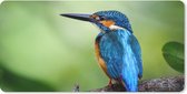 Bureau onderlegger - Muismat - Bureau mat - IJsvogel - Tak - Blauw - 80x40 cm