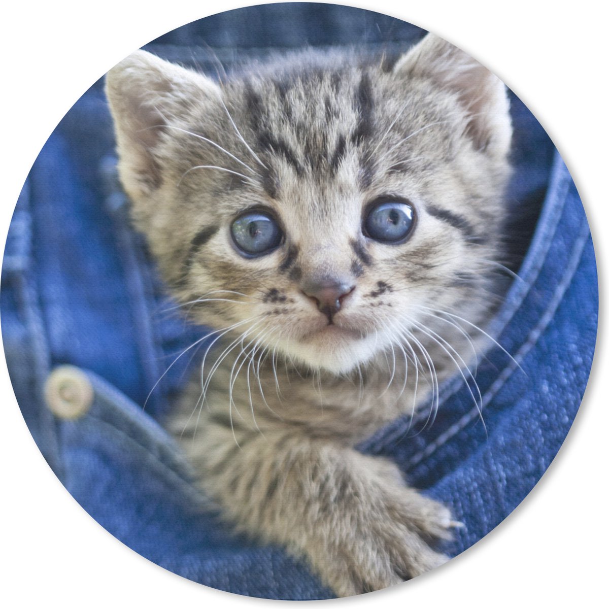 Muismat rond 30x30 cm - Mousepad Een kitten in een denim jeans - Ronde muismatten