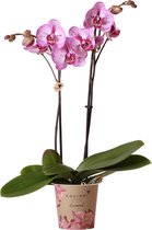 Kolibri Orchids | roze Phalaenopsis orchidee - Spotty pink Melody - potmaat 12cm | bloeiende kamerplant - vers van de kweker