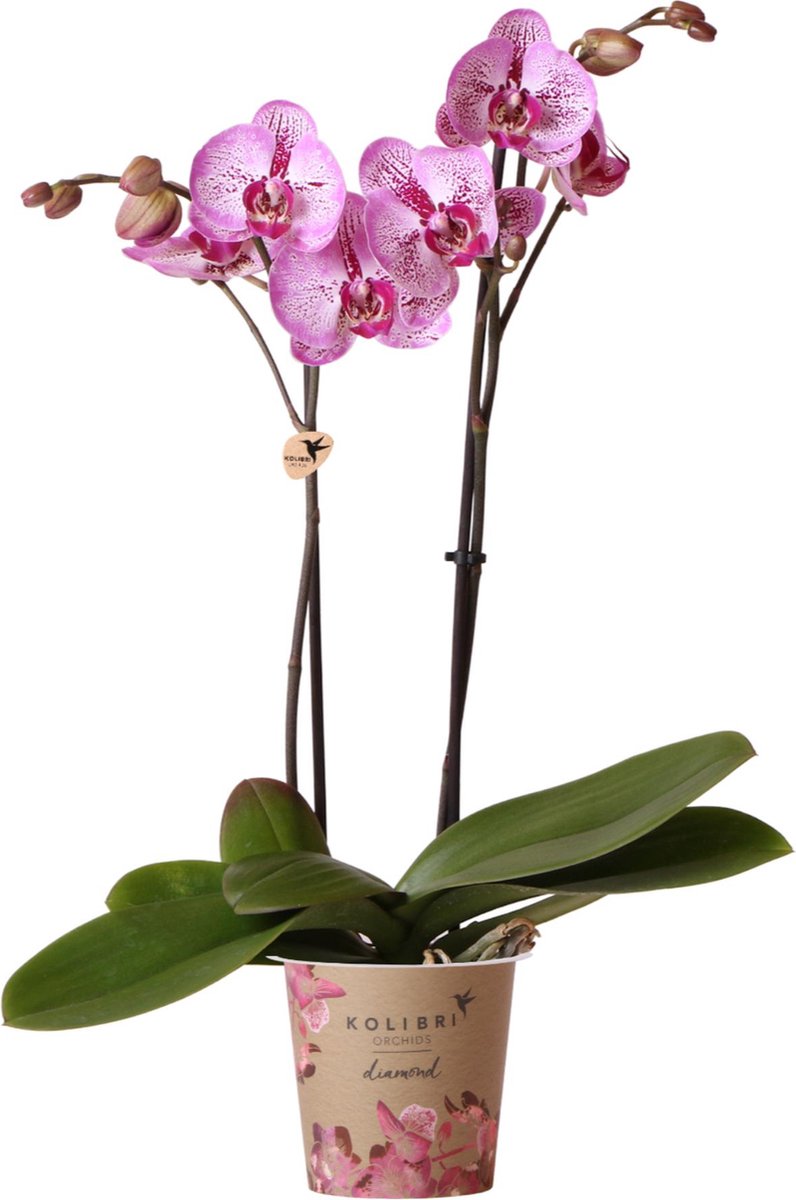 Orchidée Phalaenopsis Rose Violet - Pot Travertine Diabolo 9 Cm - Plante D'intérieur Fraîche Du Producteur - Hauteur 35-45 Cm