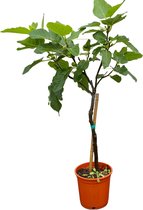 Sunnytree - Vijgenboom - Boom - Ficus Carica - Zoete eetbare Vijg - Fruitboom - Winterhard tot -18