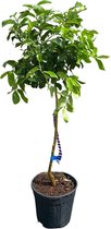 Sunnytree -Mandarijnboom - Boom - Citrus Reticulata - 150 cm - Fruitboom