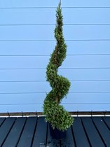 Sunnytree - Winterharde CUPRESSOCYPARIS LEYLANDII - SPIRAAL 180 cm - Groenblijvende boom