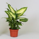 Kamerplant van Botanicly – Dieffenbachia Camilla – Hoogte: 35 cm