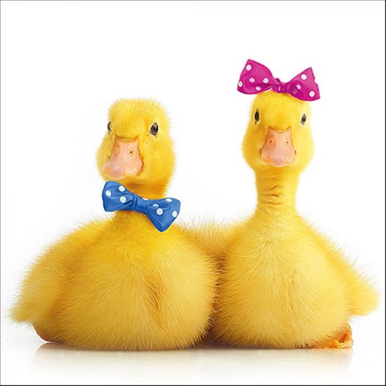 Ambiente Easter School papieren servetten - little ducks