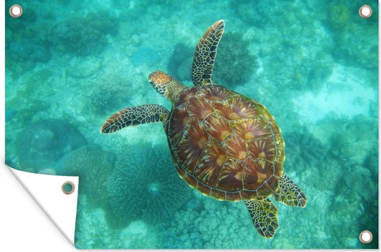 Affiche de jardin Tortue de mer au Reef d'Apo - 100x60 cm - Décoration murale Outdoor - Affiche de jardin - Toile de jardin - Affiche de clôture - Tableau de jardin