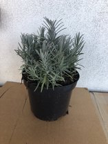 4x Lavandula angustifolia Hidcote XL - Lavendel in 3 liter pot