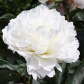 Pioenroos (Pioen lactiflora) 'Shirley Temple' | 1 stuk | Bloeiende vaste plant | bloemenpracht in de zomer | Wortelstok | Snijbloem | Geurend | verwilderend | winterhard | Roze | W