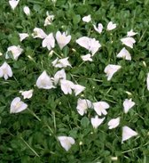 Witte Mazus (Mazus reptans alba) - Vijverplant - 3 losse planten - om zelf op te potten - Vijverplanten Webshop