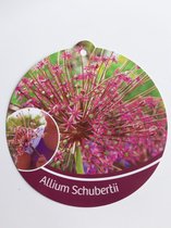 Allium Schuberti op pot