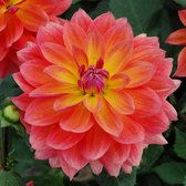 Dahlia Firepot™