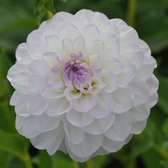 Dahlia Eveline