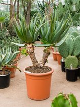 Aloe Arborescens L 100 cm kamerplant