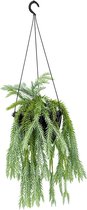 Plantenwinkel Huperzia Goebelii 50 cm hangplant