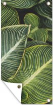 Affiche clôture Feuilles - Végétal - Wit - 100x200 cm - Toile de jardin
