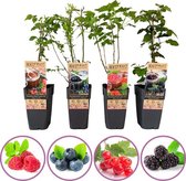 Mix van 4 Fruitplanten - Braam, Framboos, Blauwe Bosbes en Rode Aalbes - Hoogte 25 - 35 cm. Ø 9 cm - Zelfbestuivend en Winterhard - Het hele jaar te planten