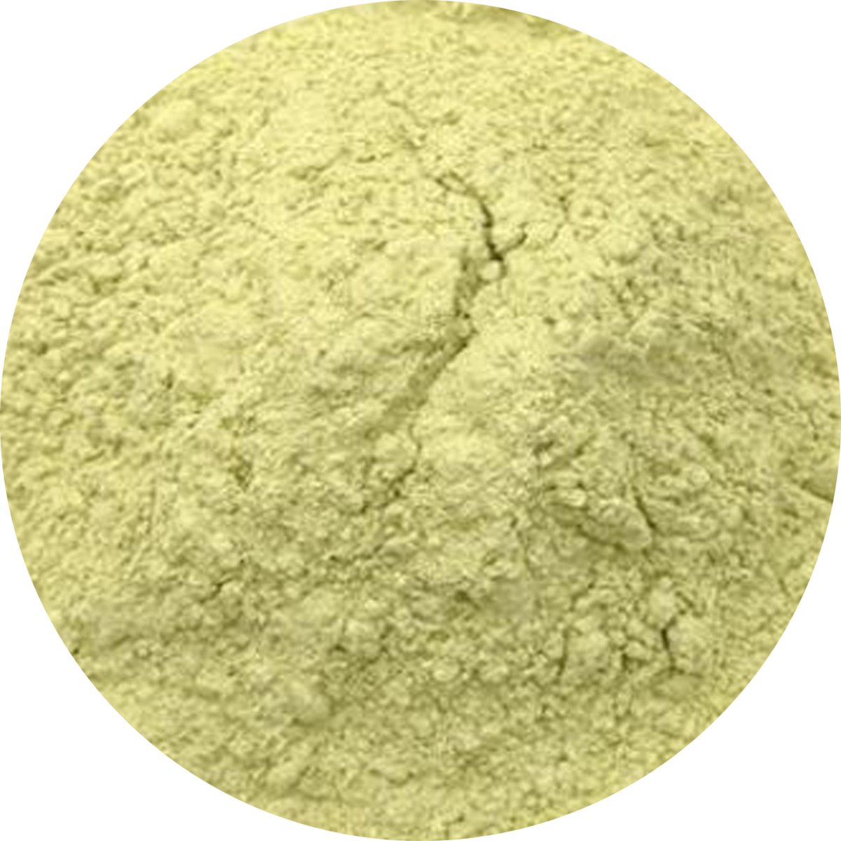 Goedkoopste Selderijknollen Poeder - 1 Kg - Holyflavours