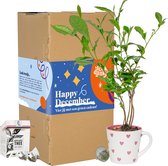 December Giftset met Theeplant + Thee-ei - DIY