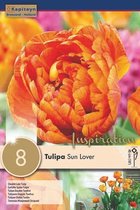 3 zakjes tulpenbollen - Tulipa 'Sun Lover' - oranje tulpen - 24 bollen