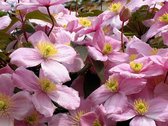 Clematis mont. rubens 50- 60cm - 2 stuks - roze geurende bloemen - veel bloemen -in pot